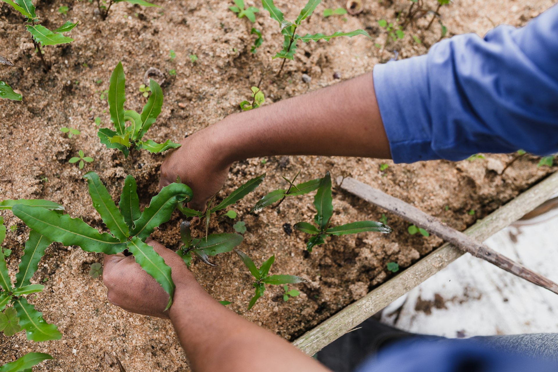 person holding green plant during daytime